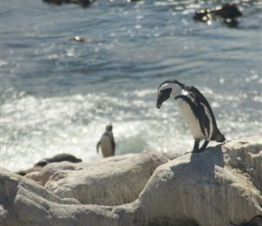 Penguins at Bettys Bay