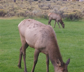 Female Elk at Mammoth Hot Springs