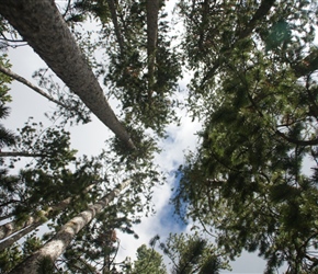 Lodge Pole Pines