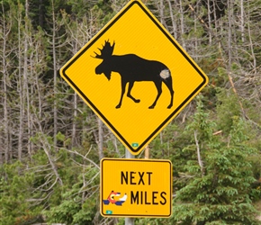 Watch out for moose