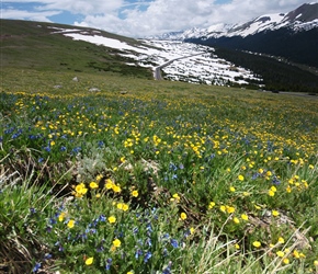 Wild Flowers near the summit