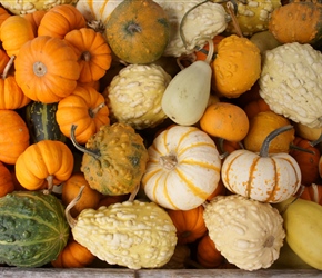 Pumpkins and Squashes at Chester
