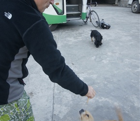 Neil feeding cake to the dogs at Yixiang Hotel