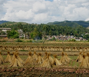 Rice straw stacked and drying