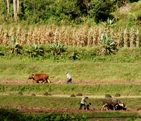 Buffalos ploughing