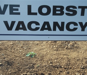 St Peters has a vacancy for traveling lobsters