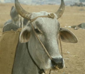 Cow at Pushkar
