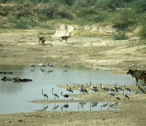 Buffaloes and cranes by a lake in Rajasthan