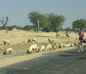 Passing a goat herd