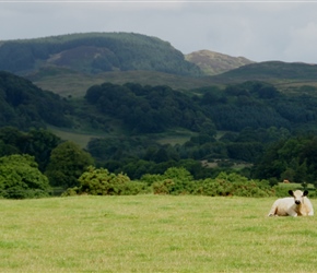 White Park cattle along the Castramont Valley