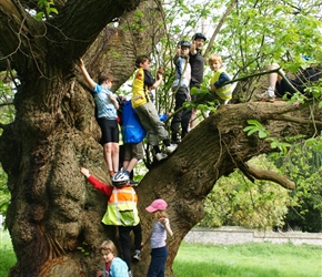 Tree climbing Tortworth