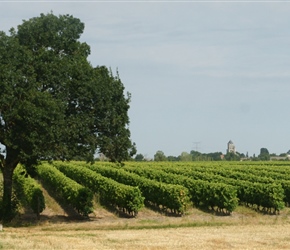 Passing vineyards