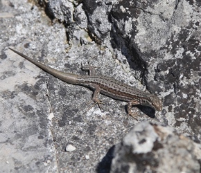 A lizard makes an appearance in Cognac