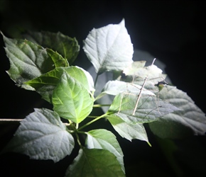Stick Insect on night walk