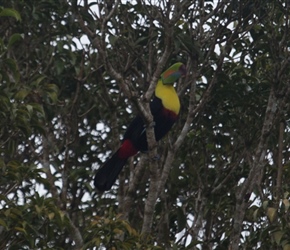 Toucan, north of Lake Arenal