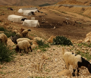 Grazing Goats and tented settlement 