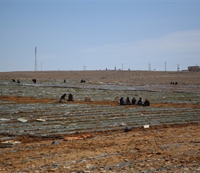 Farming is scarce in Southern Jordan, in this case watermelon planting