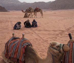 Camels waiting for the sunset
