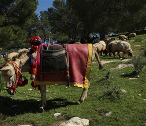 Some goat herders had a single decorated donkey