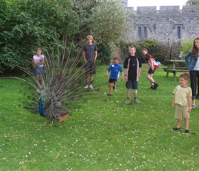 Peacock at Banwell castle