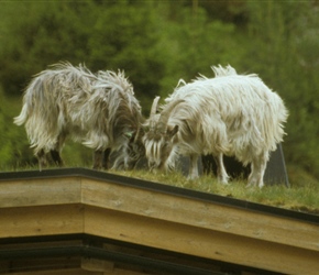 Goats grazing the grassed rooves