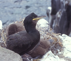 Seabird on Farne Islands