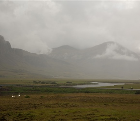 8km to Borganes, the Whooper Swans gathered undera  glowering mountain