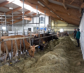 60 cows supplied the milk for Erpsstaðir creamery. We visited on their last day of summer opening, buying orriginal Skyr yoghurt and toppings