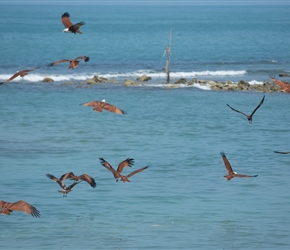 There were many Brahminy Kite. They were attracted by the offal and fish bebris produced by the local fishermen processing their catch. These were circling trying to pick up quite a big piece of fish