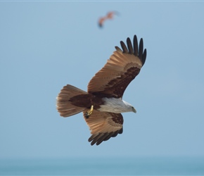 Brahminy Kite in flight