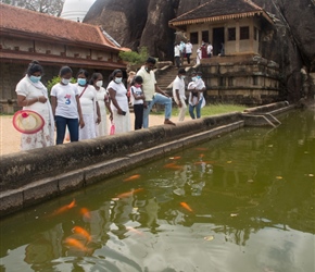 Koy Carp in the pool at Isurumuniya Temple