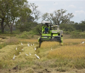 Rice Harvester attended by multiple egrets of which there are millions in Sri Lanka
