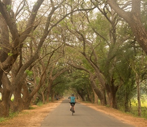 Sharon through an avenue of trees