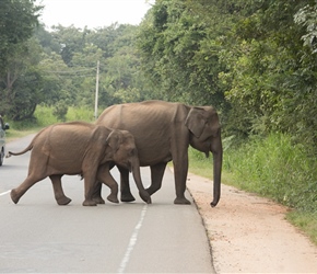 Mother and baby cross the road