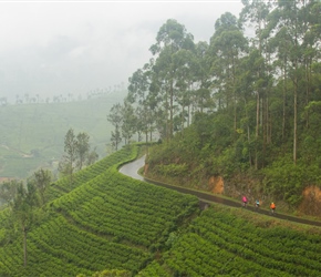 The last 6km of this ride were glorious. A very steady uphill run towards Hapatule through the tea plantations