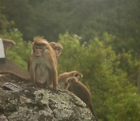 A rather cross looking monkey admires the progress of 11 cyclists passing him along the highway