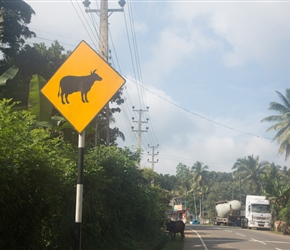 Never have I seen the cows stick quite so close to the sign warning everyone