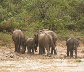 Having had a swim and wash up the elephants meander into the bush at Udawalawe National Park 