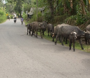 On the final hill to the end we passed a wandering herd of water buffalo