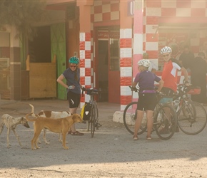 Street dogs are fairly common in Morocco. Often friendly and a particular type, these had found a great place to live, close to a butchers shop in Aglou