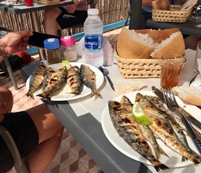 More Sardines for lunch (Lynne)