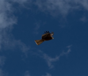 We saw a lot of birds of prey, in this case a Kite