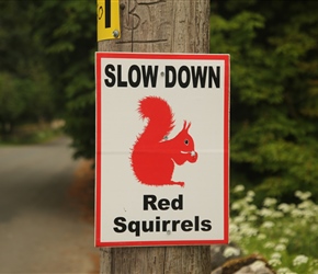 This is Red squirrel land and we did see two running up and down a tree trunk. Run one over at your peril