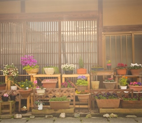 The Japanese love their gardens and flowers. Many houses had these displays out the front
