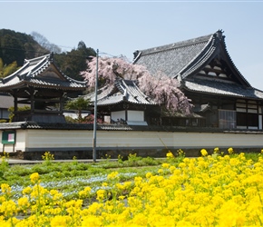 Temple with spring flowers