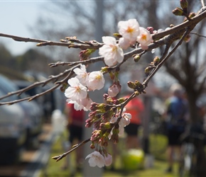 The cherry blossom was coming out at Shibasaki Park where we had a picnic lunch