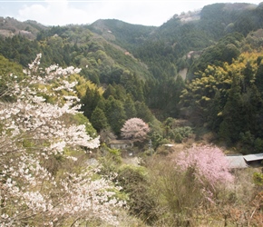 Cherry Blossom litters the hillsides