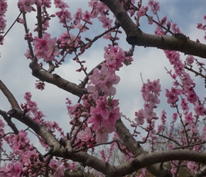 Peach Blossom, a darker colour illustrating the local agriculture