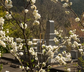 Granite memorial and blossom