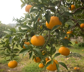 Lots of orange trees on the route. It struck me that few were pcked as many had oranges littering the ground